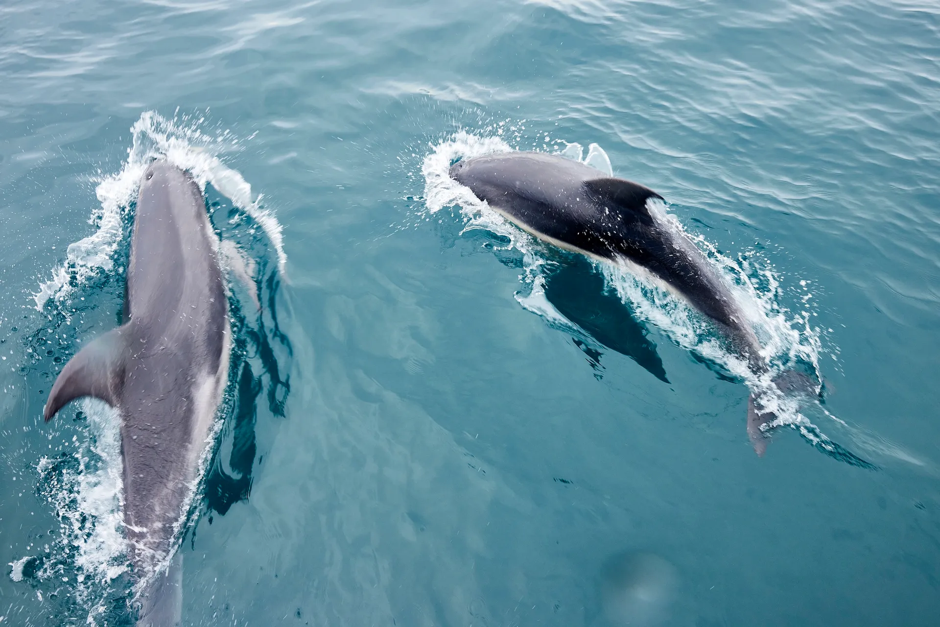 Wildlife seen on the Wilsons Promontory cruise