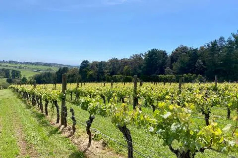 Bike among the vines