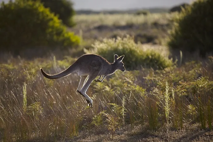 Kangaroo spotted on the walk