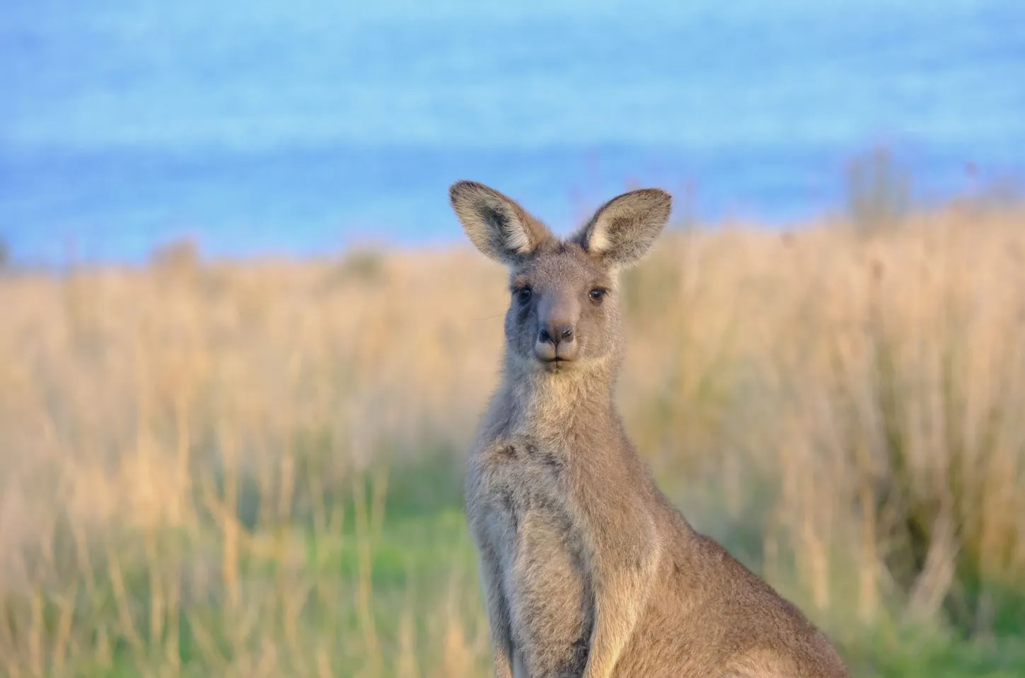 Kangaroo at dusk on the wildlife tour