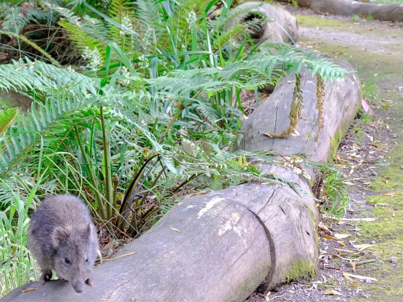 Long-nosed potoroo on the path