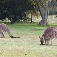 Great Ocean Road 12 Apostles and Wildlife Tour