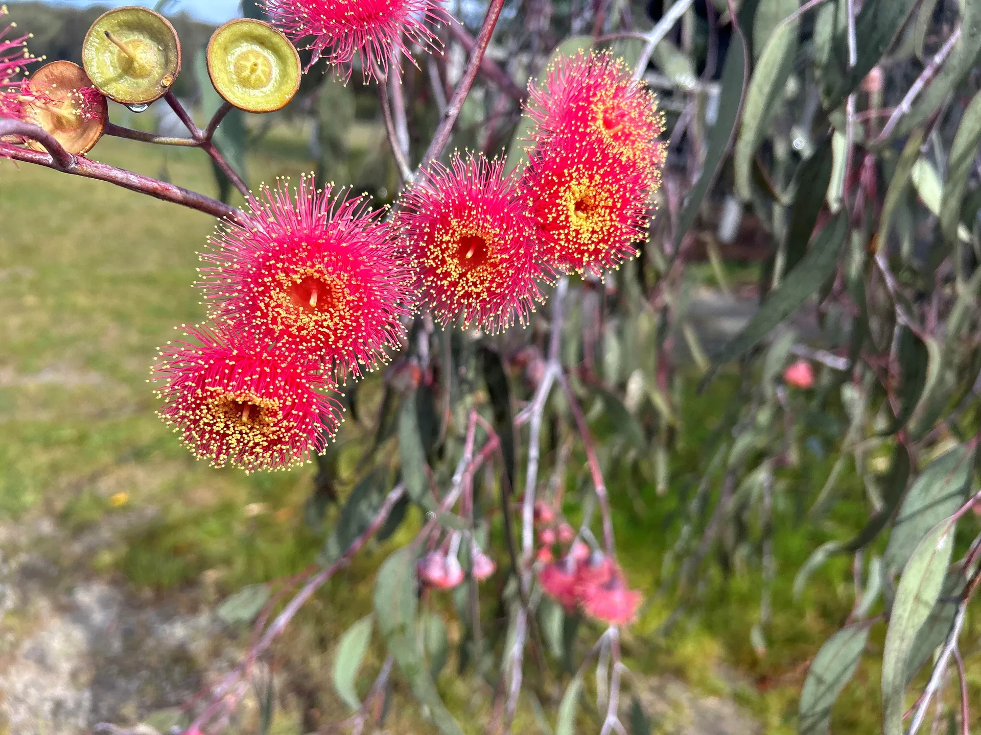 Grampians gum flowers