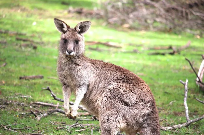 Kangaroo in the Grampians