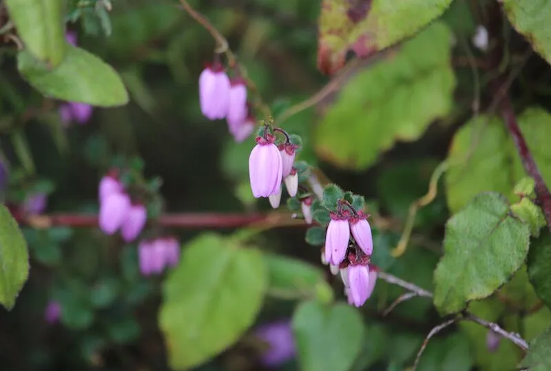 Purple wildflowers in the Grampians