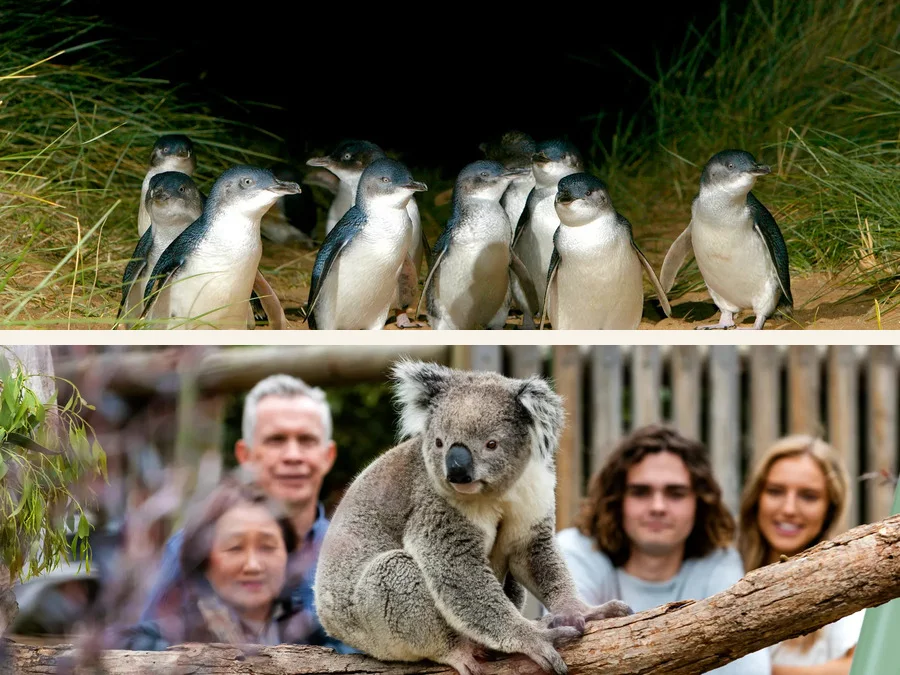 Little penguins at Phillip Island beside a koala encounter at Moonlit Sanctuary