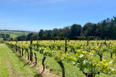 Mornington Peninsula vineyard