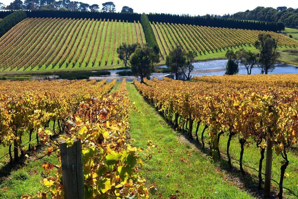 Red Hill Estate winery stop