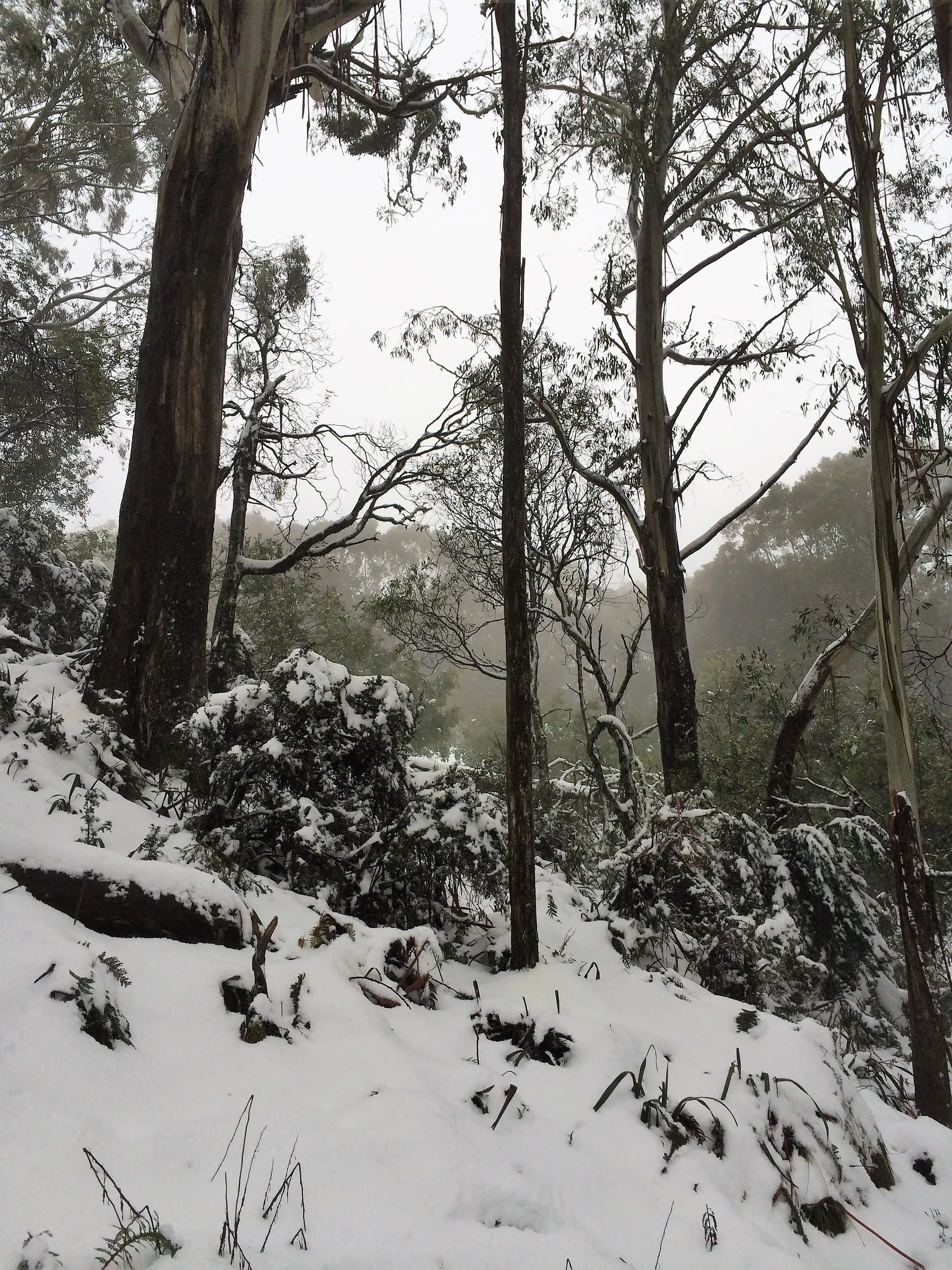 Snowy views on the Mt Buller tour