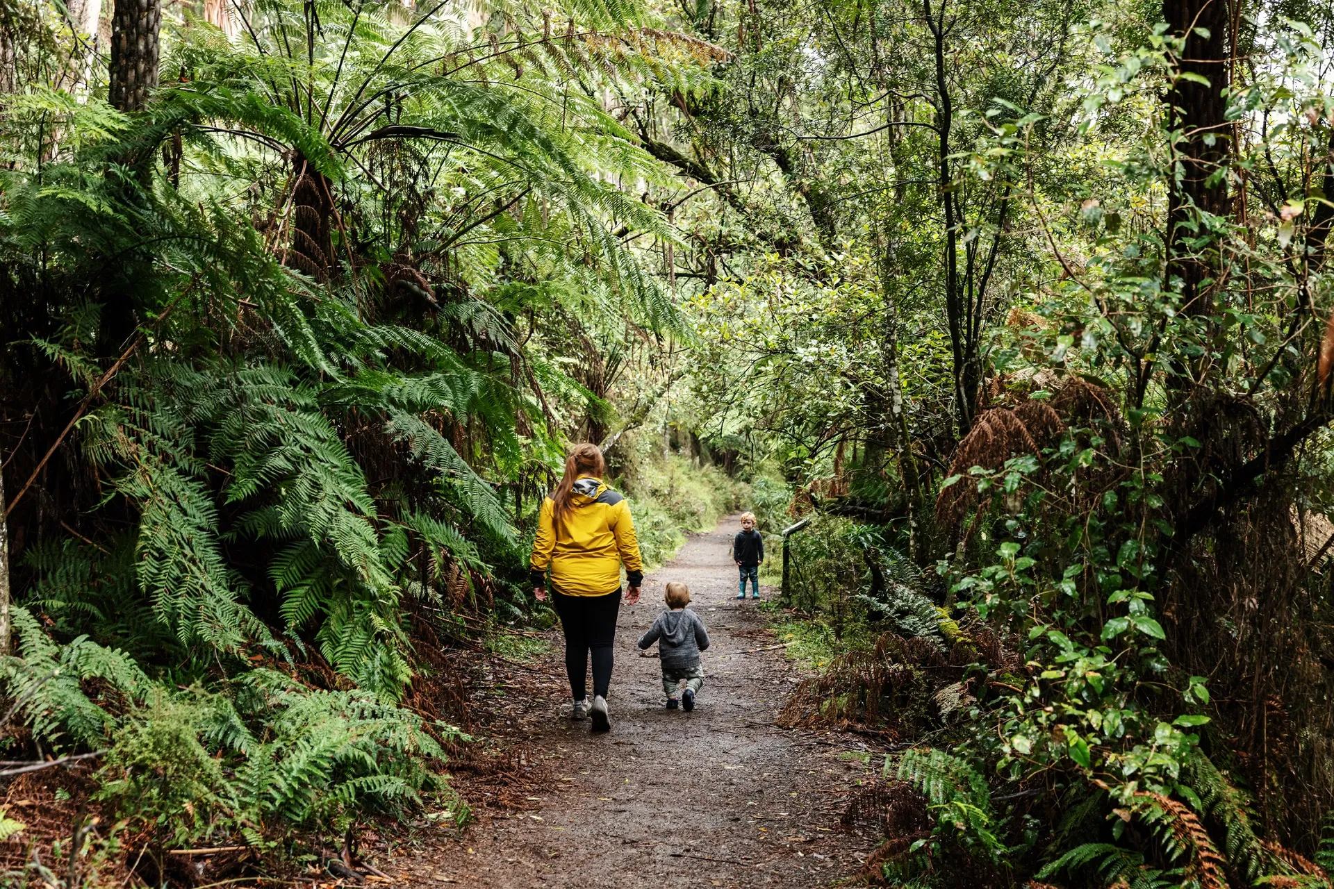 Dandenong Ranges forest views