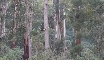 Views over the Dandenong Ranges
