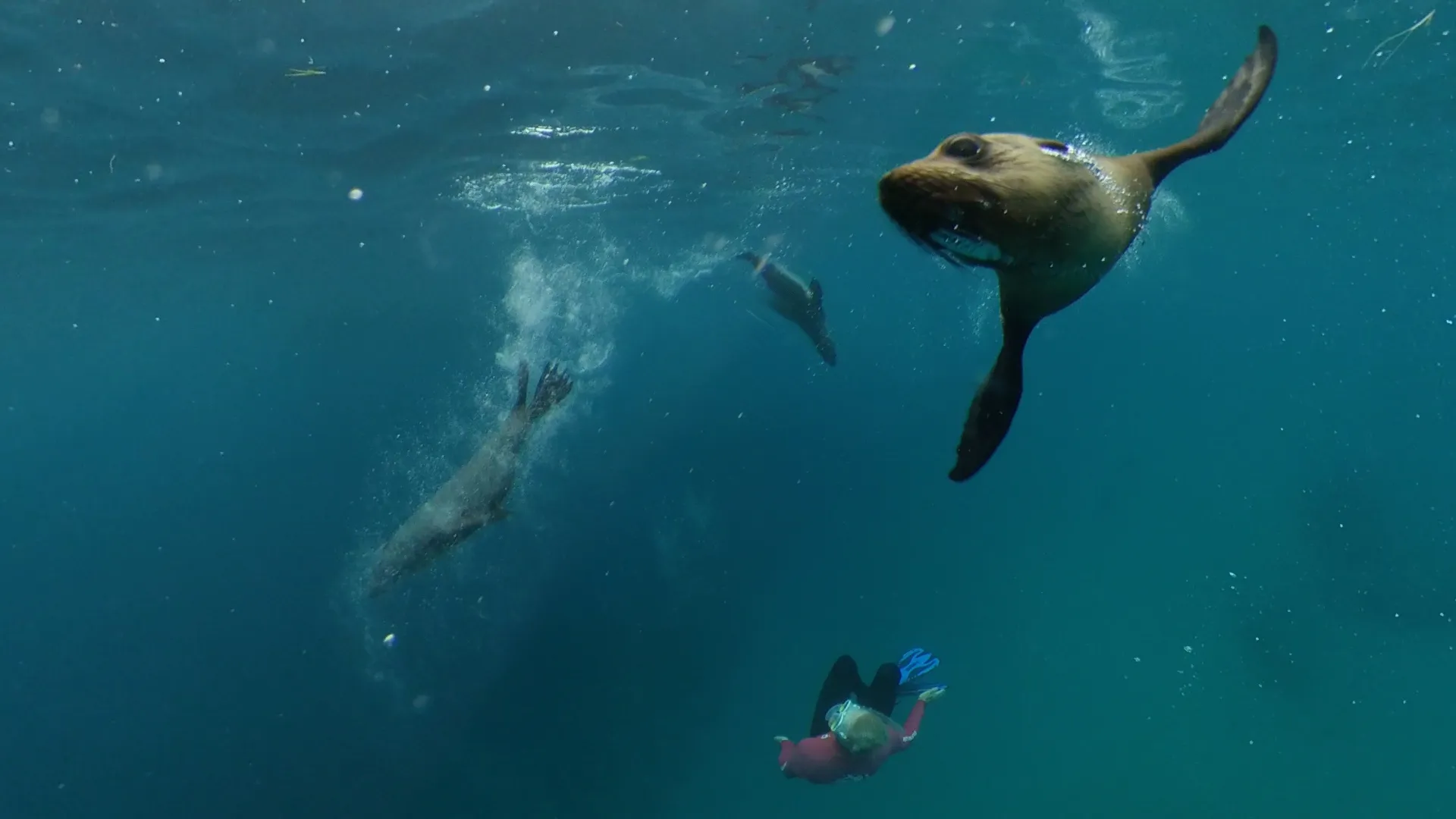 A swimmer near a wild seal in clear Victorian water