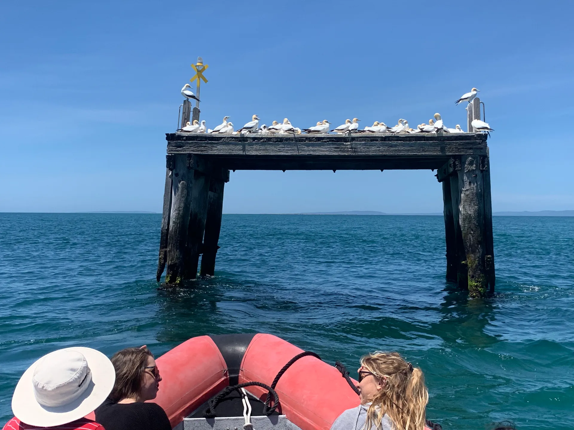 Seals in the water on the swim tour