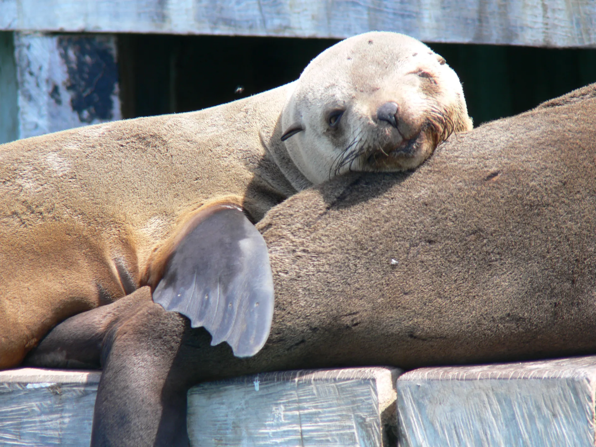Australian fur seals on the rocks