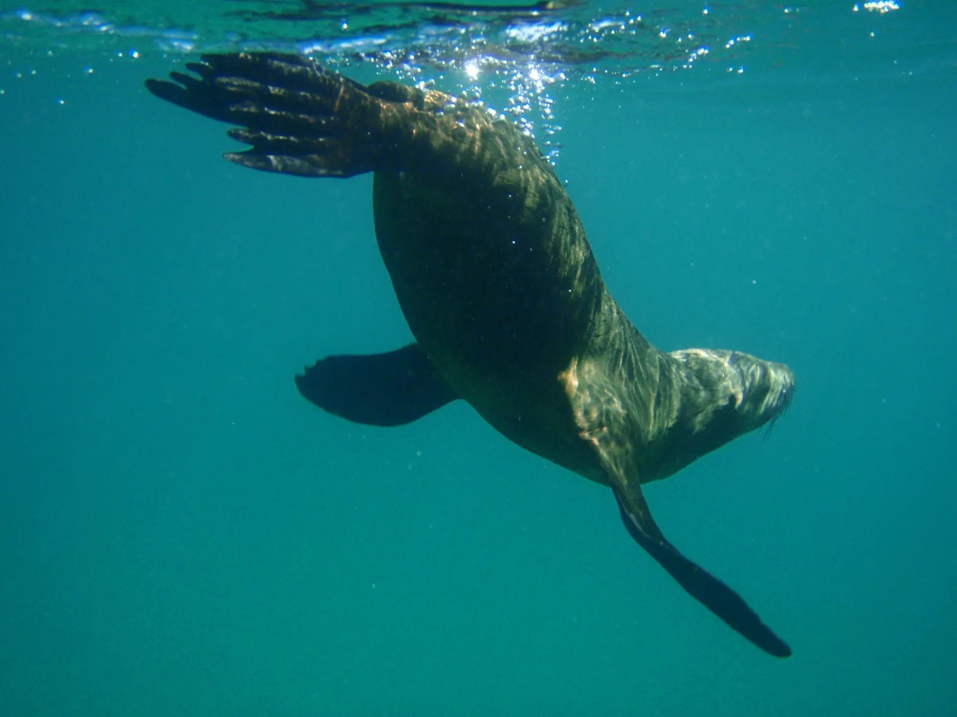 Swimmer with a seal underwater