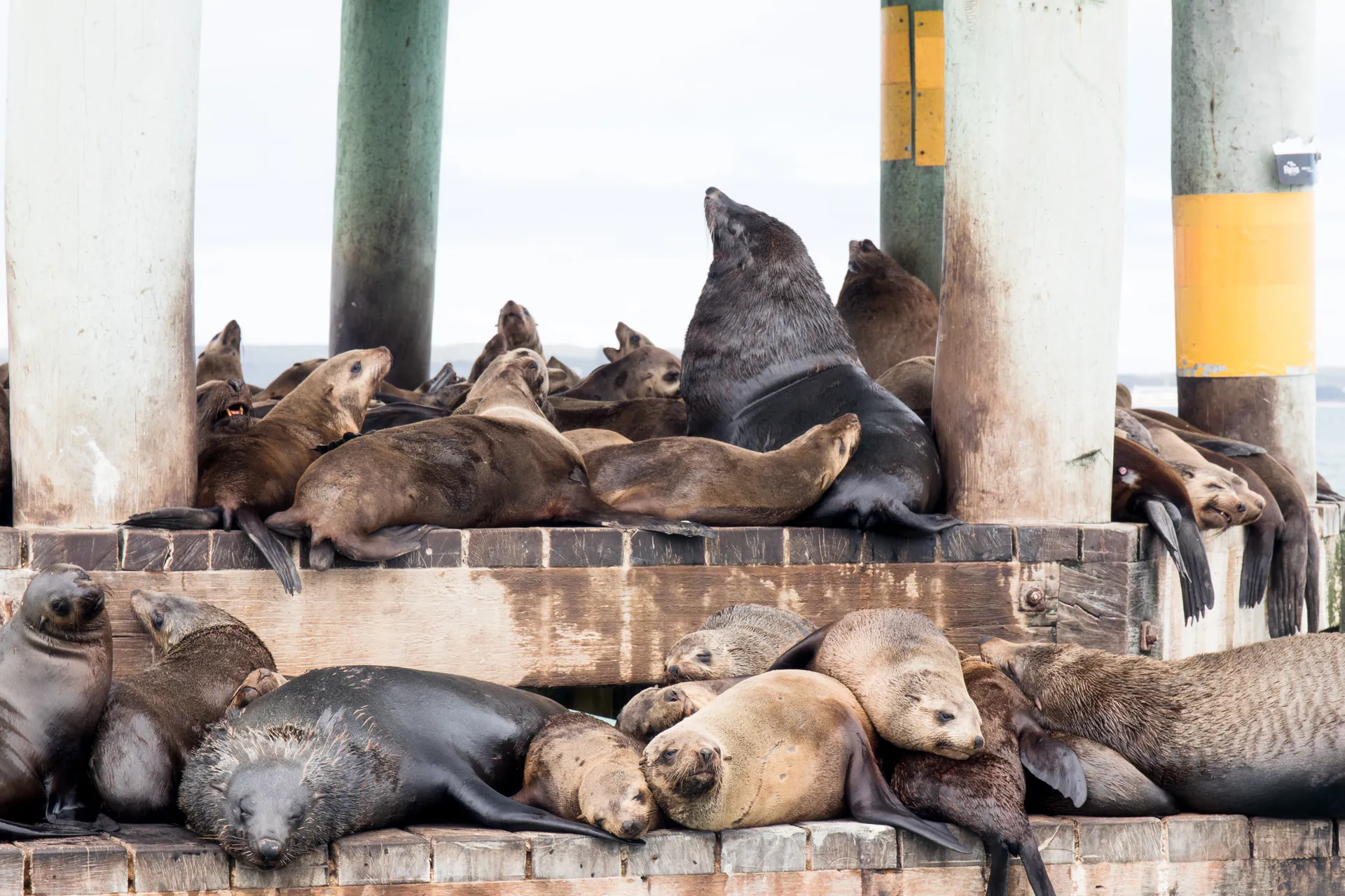 Boat trip to the seal colony