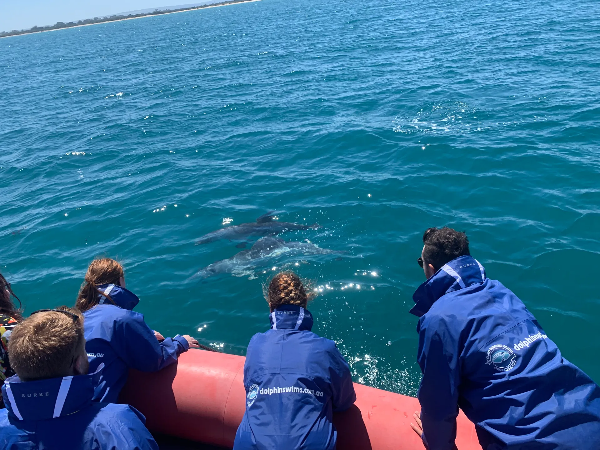 Seal swim adventure in progress