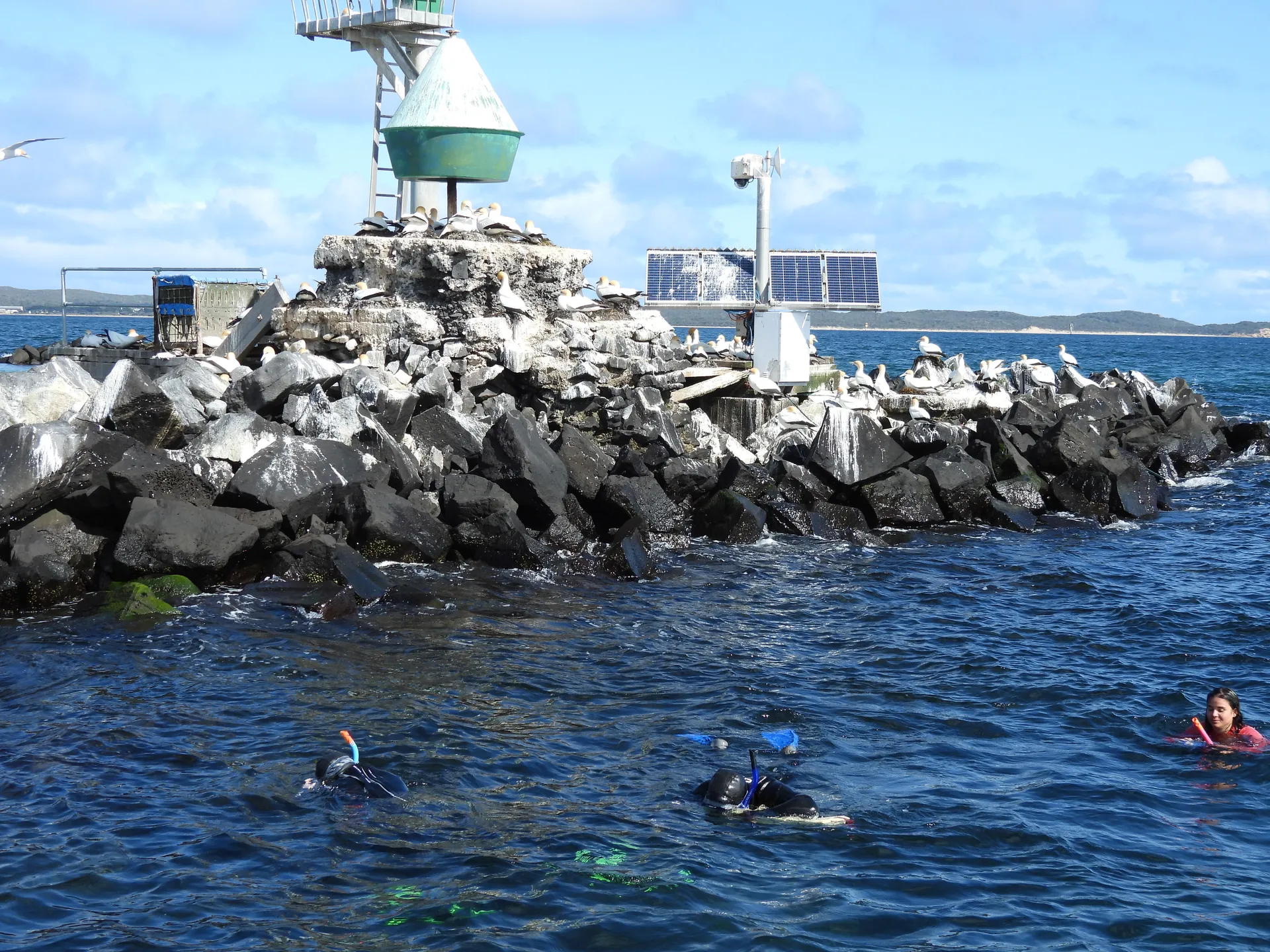Seals at the colony near Phillip Island