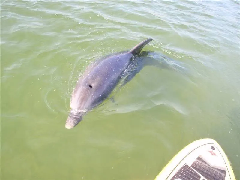 Dolphins spotted while paddle boarding