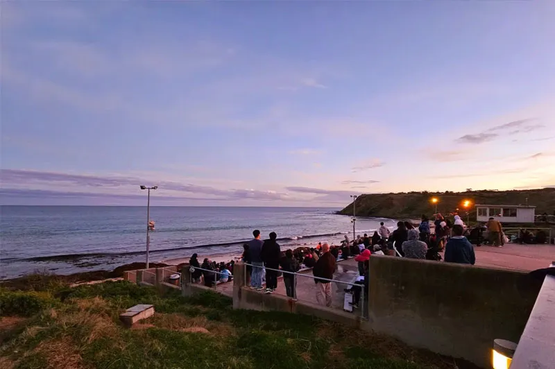 Guests watching the Penguin Parade at Phillip Island