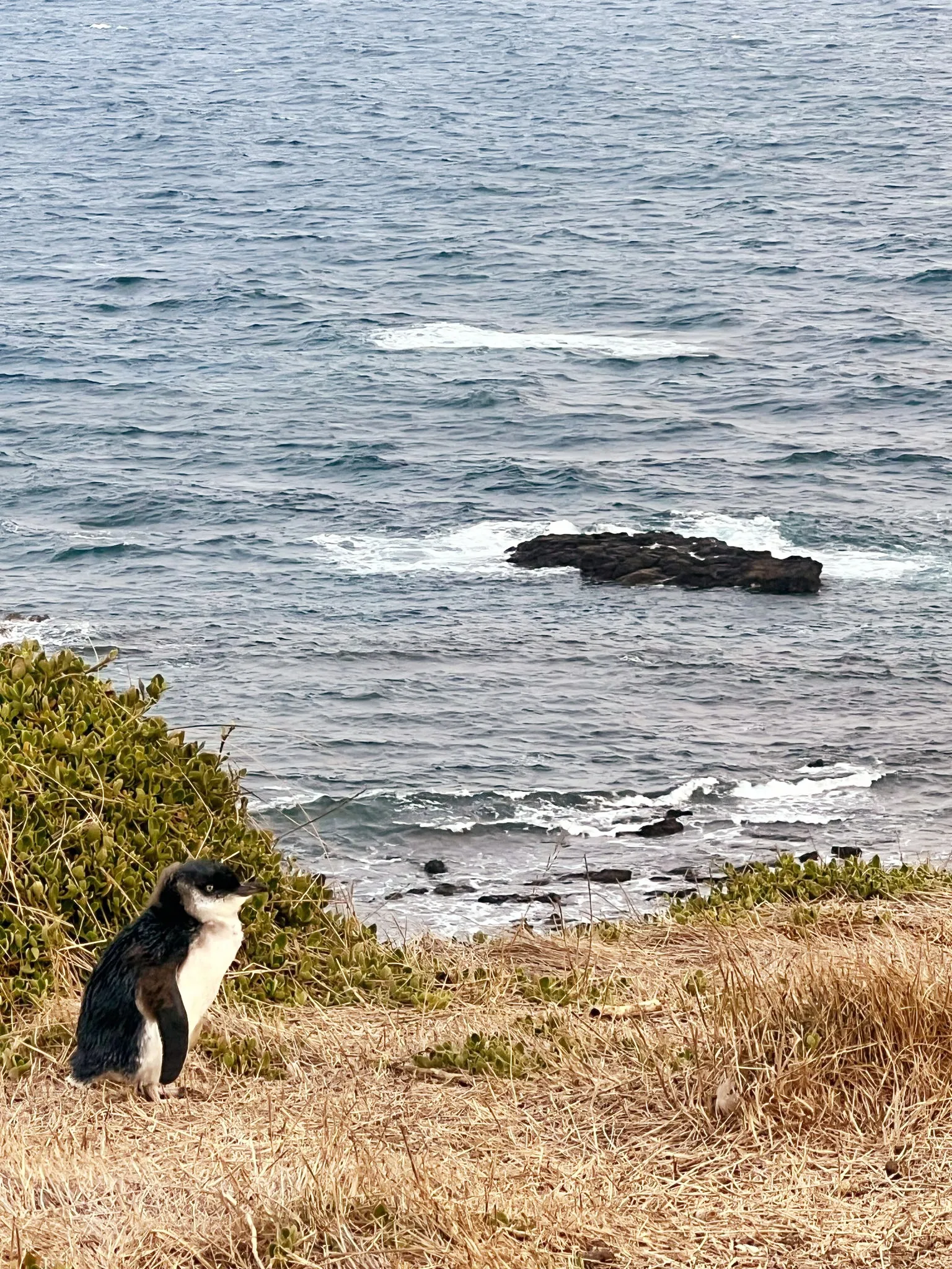 A little penguin arriving at Phillip Island