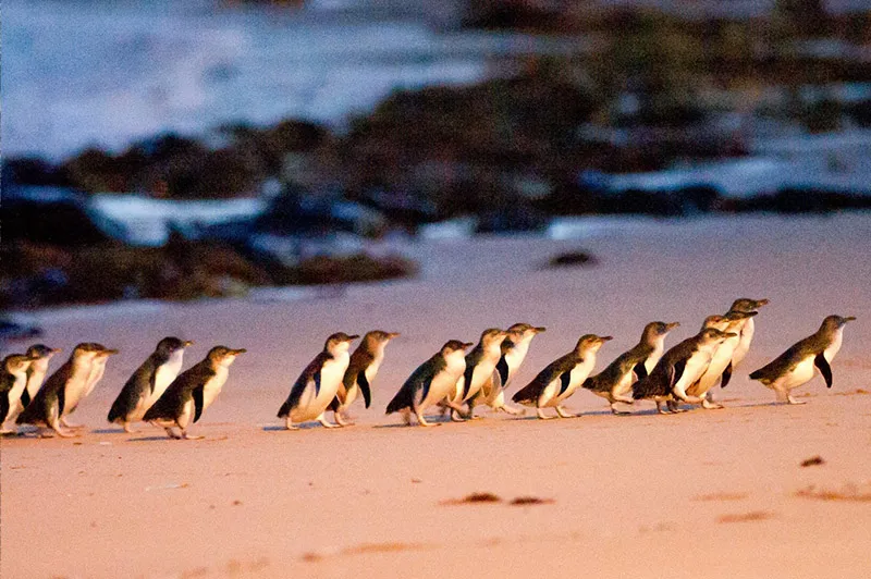 Little penguins on Phillip Island