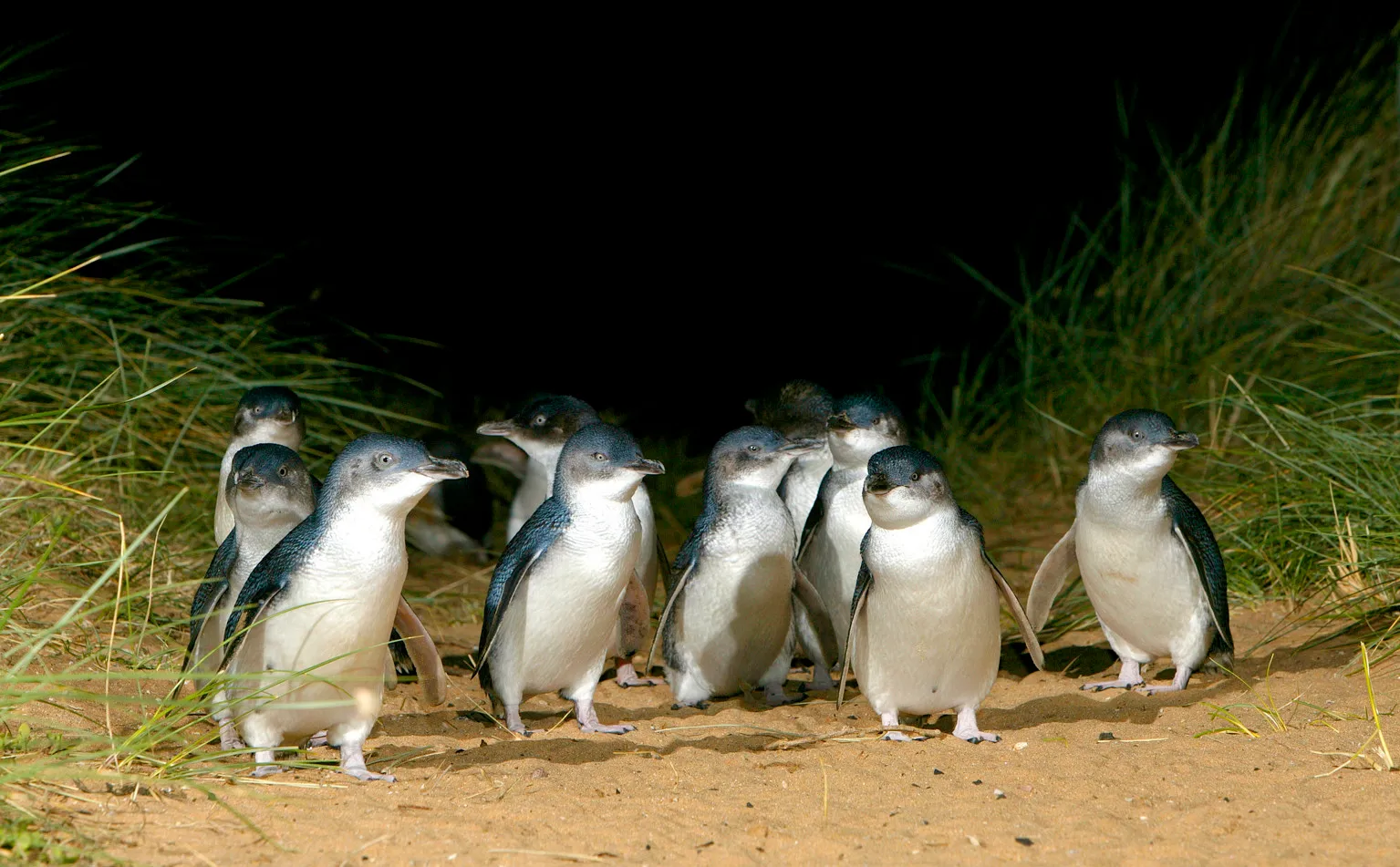 A family wildlife experience in Australia