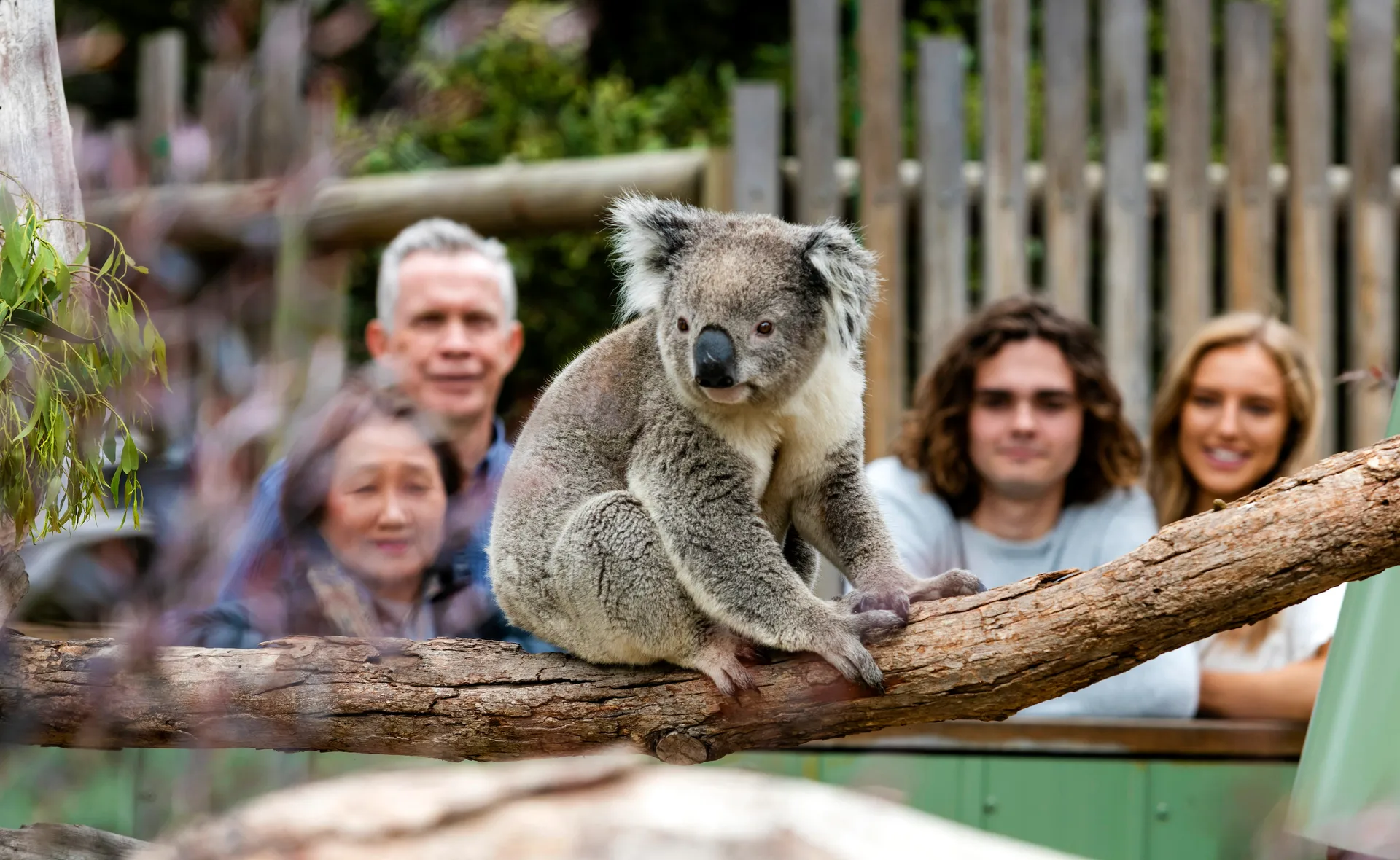 Koala at Moonlit Sanctuary