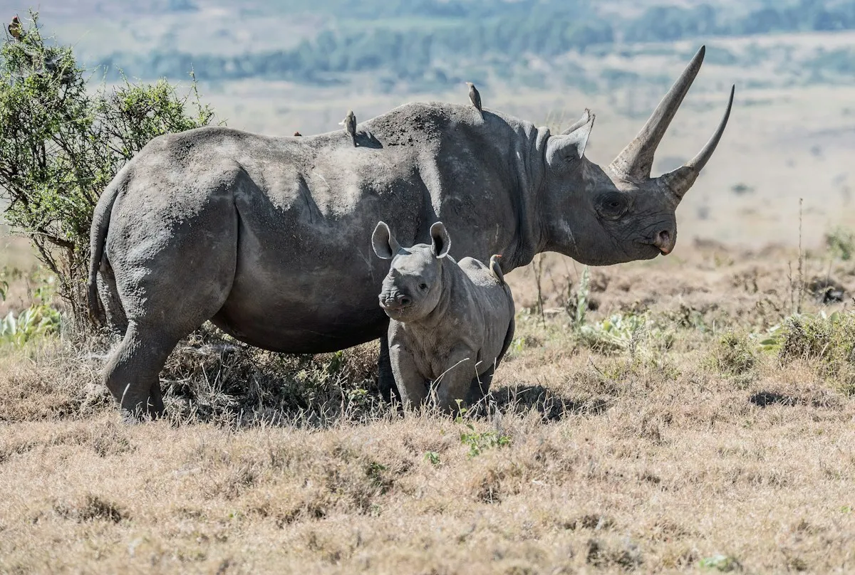 Walk with Wildlife Tour