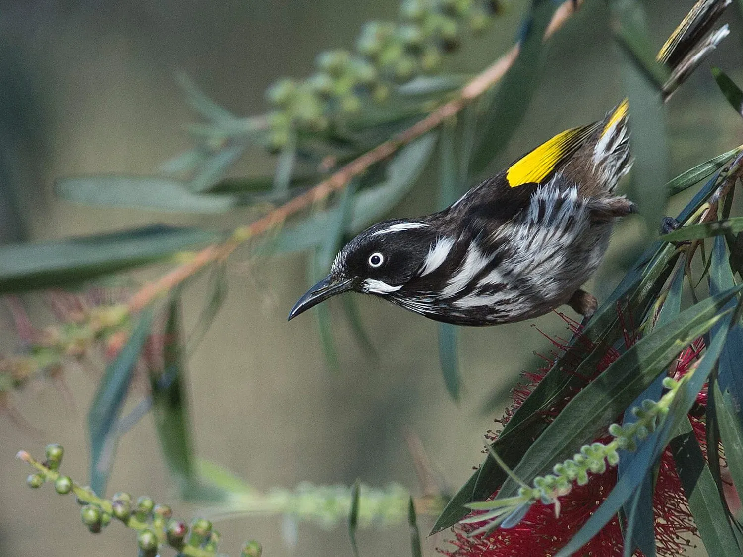 New Holland honeyeater at Wilsons Promontory