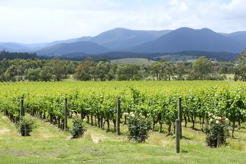 Vineyard rows and Rochford Wines in Victoria’s Yarra Valley