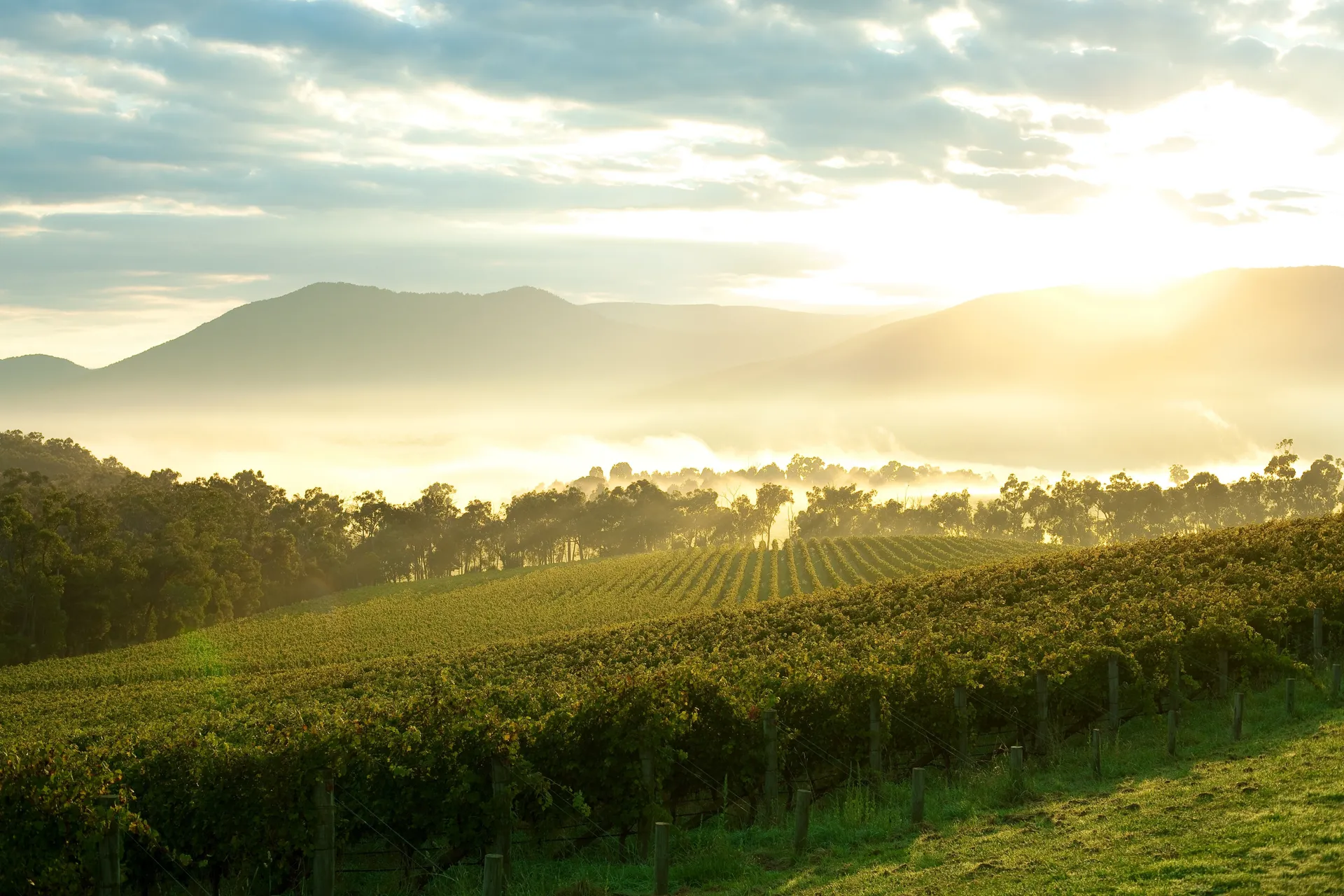 Yarra Valley vineyard scenery