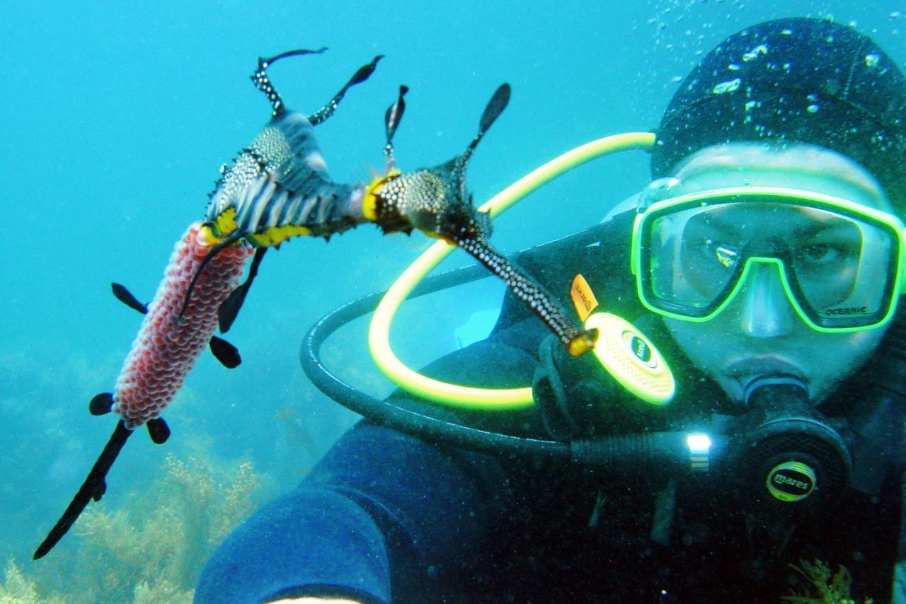 Mornington Peninsula Discover Refresher SCUBA Dive