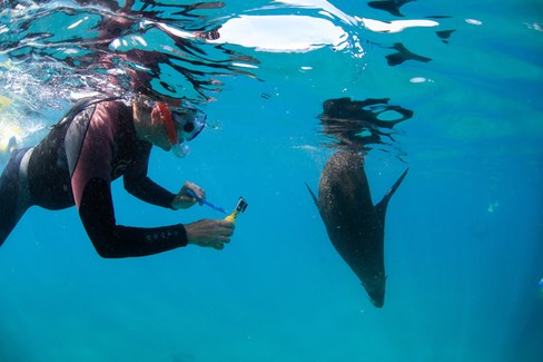 Snorkel With Seals