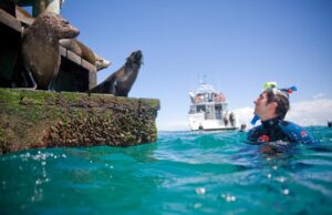 Small group Seal Swim – Private charter