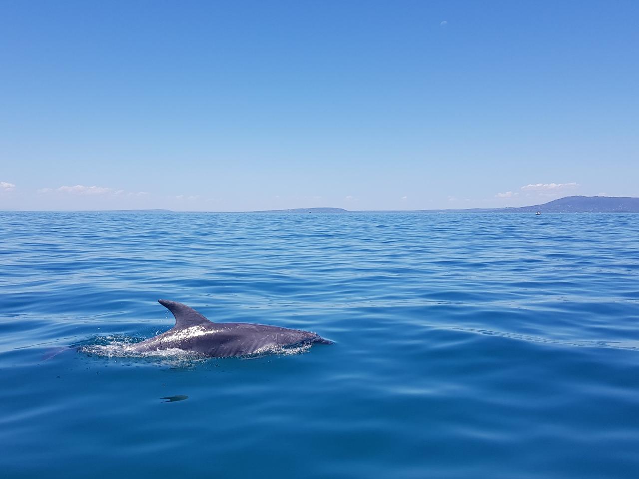 Dolphin And Seal Watching Eco Boat Tour
