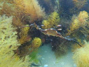 Padi Dive course