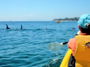 Sea Kayak Tour – Dolphin Sanctuary