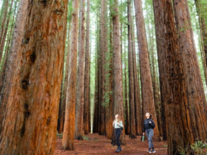 Yarra Valley Wildlife and Redwoods