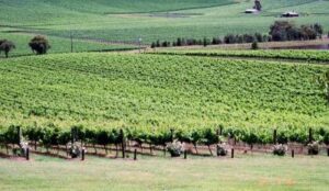 Gourmet Wine tasting Lunch and gin tasting