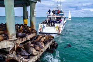 1.5hr Dolphin and Seal Watching Eco Boat Tour Mornington Peninsula