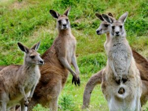 4 days 3 nights Melbourne package tours