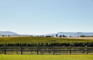 Discover the Yarra Valley Wine Tasting Tours