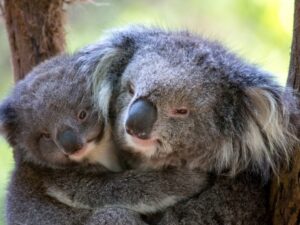 6 days 5 nights Melbourne Package Tour