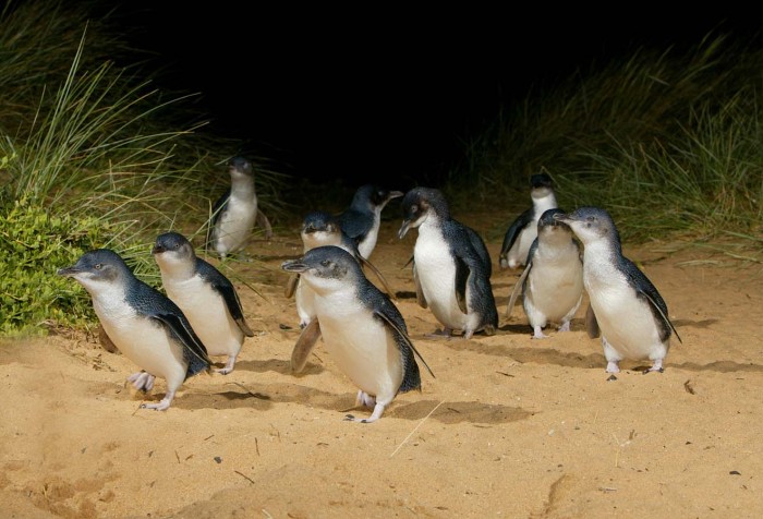 Phillip island penguin parade