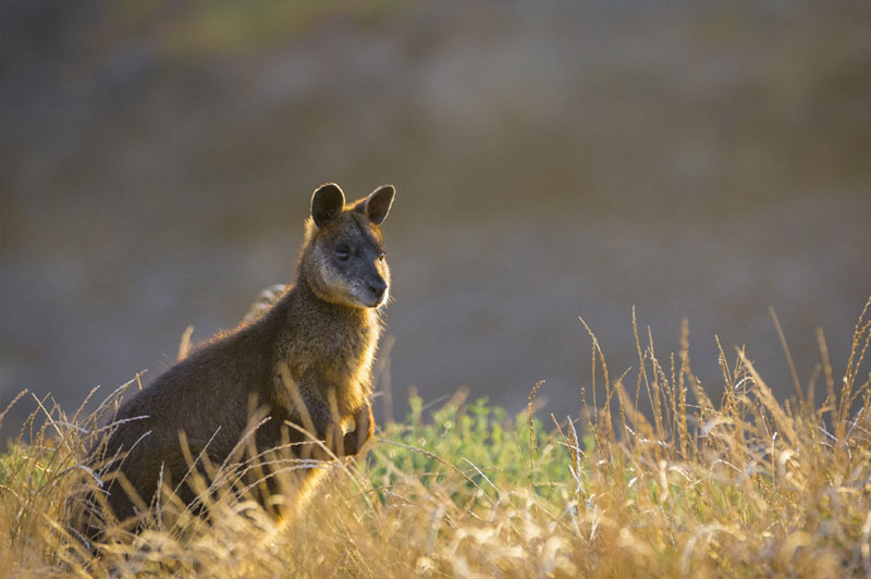 Read more about the article Depart Island: Phillip Island Golden Hour Penguin Express Tour with Penguin Plus