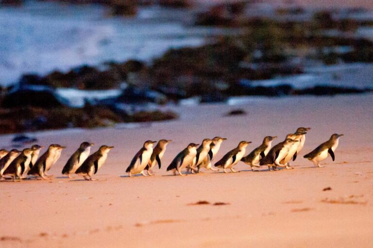 Phillip island Penguin parade