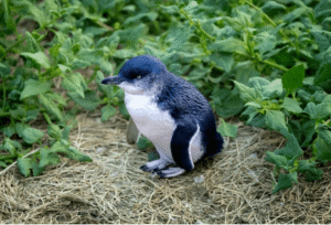 Penguins and Great Ocean Road Two Day Tour