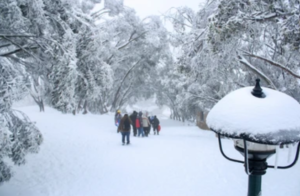 MT BULLER Snow small group tour 11 paxs