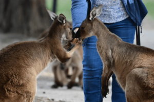 Ballarat Sovereign Hill & Wildlife Park Day Tour